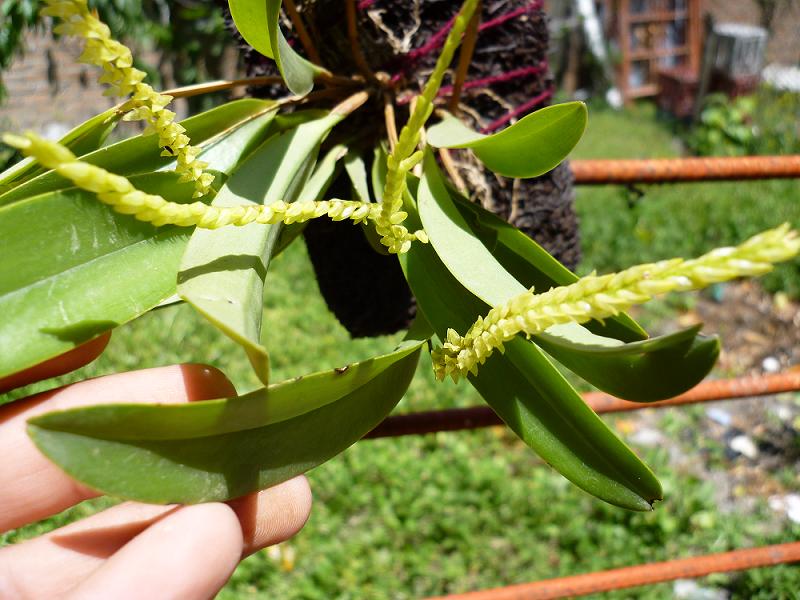 [Foto de planta, jardin, jardineria]