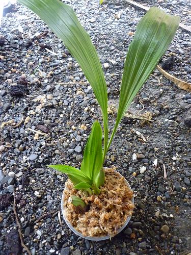 [Foto de planta, jardin, jardineria]