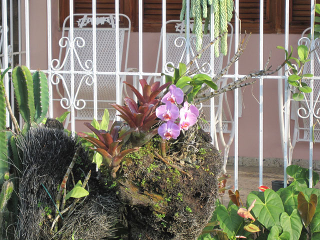 [Foto de planta, jardin, jardineria]