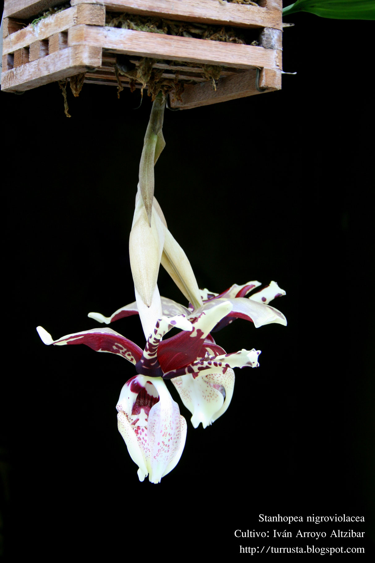 [Foto de planta, jardin, jardineria]
