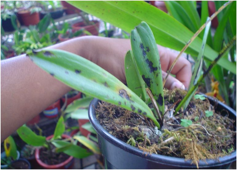 [Foto de planta, jardin, jardineria]