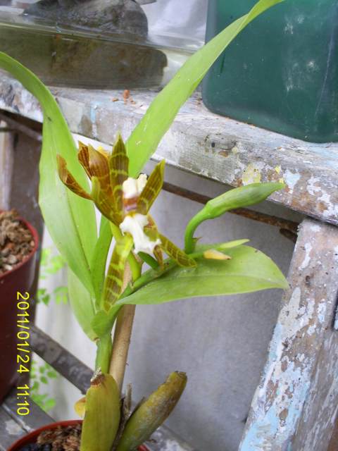 [Foto de planta, jardin, jardineria]