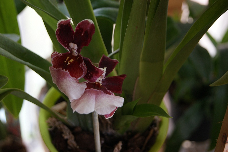 [Foto de planta, jardin, jardineria]