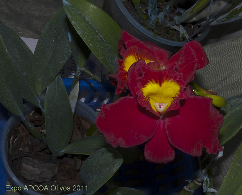 [Foto de planta, jardin, jardineria]