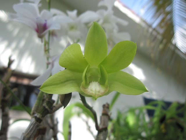 [Foto de planta, jardin, jardineria]