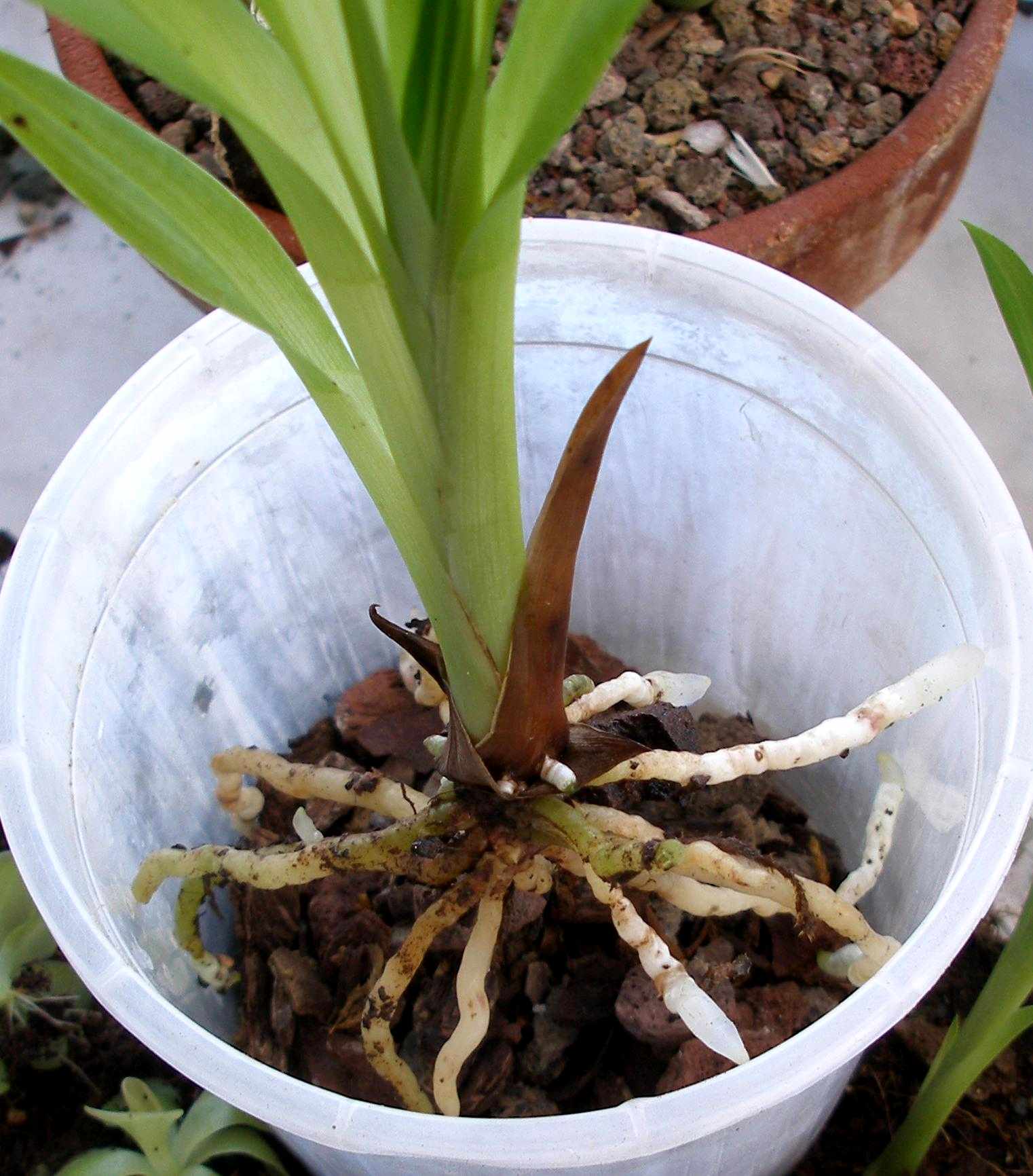 [Foto de planta, jardin, jardineria]