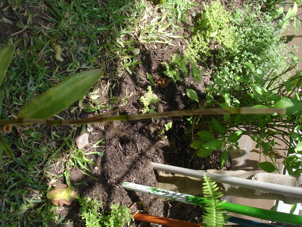 [Foto de planta, jardin, jardineria]