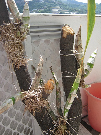 [Foto de planta, jardin, jardineria]