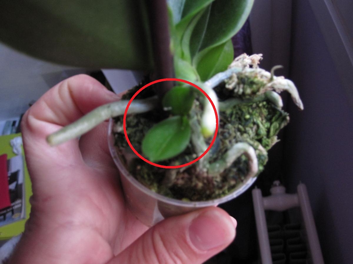 Phalaenopsis mini o miniatura