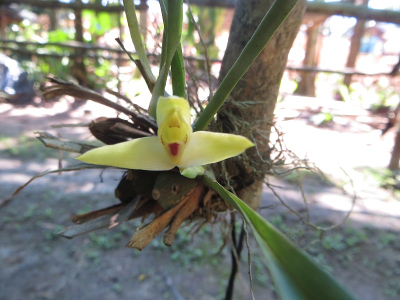 [Foto de planta, jardin, jardineria]