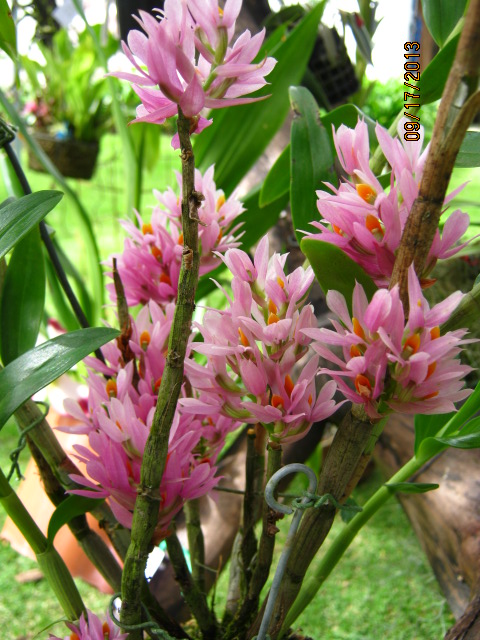 [Foto de planta, jardin, jardineria]