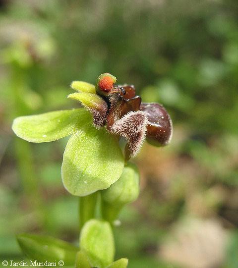 [Foto de planta, jardin, jardineria]