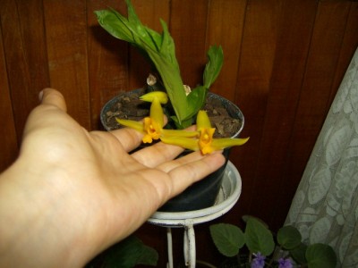 [Foto de planta, jardin, jardineria]