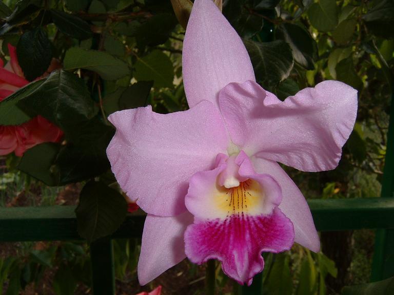 [Foto de planta, jardin, jardineria]