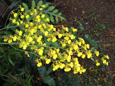 [Foto de planta, jardin, jardineria]