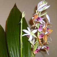 Phaius