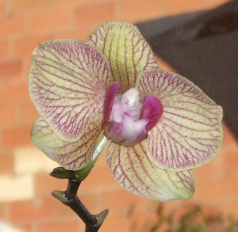 [Foto de planta, jardin, jardineria]