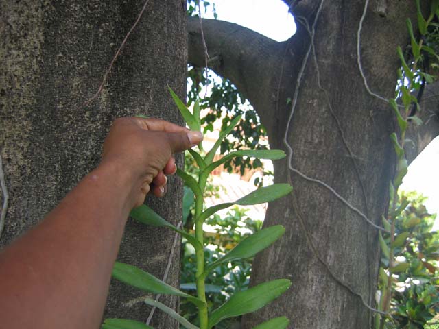 [Foto de planta, jardin, jardineria]