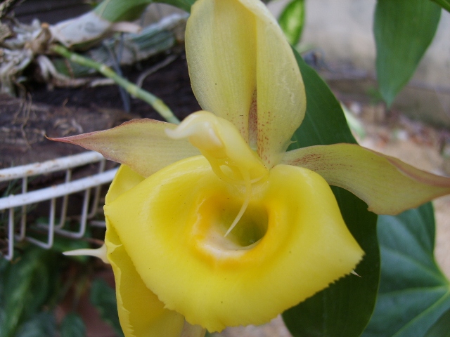 [Foto de planta, jardin, jardineria]