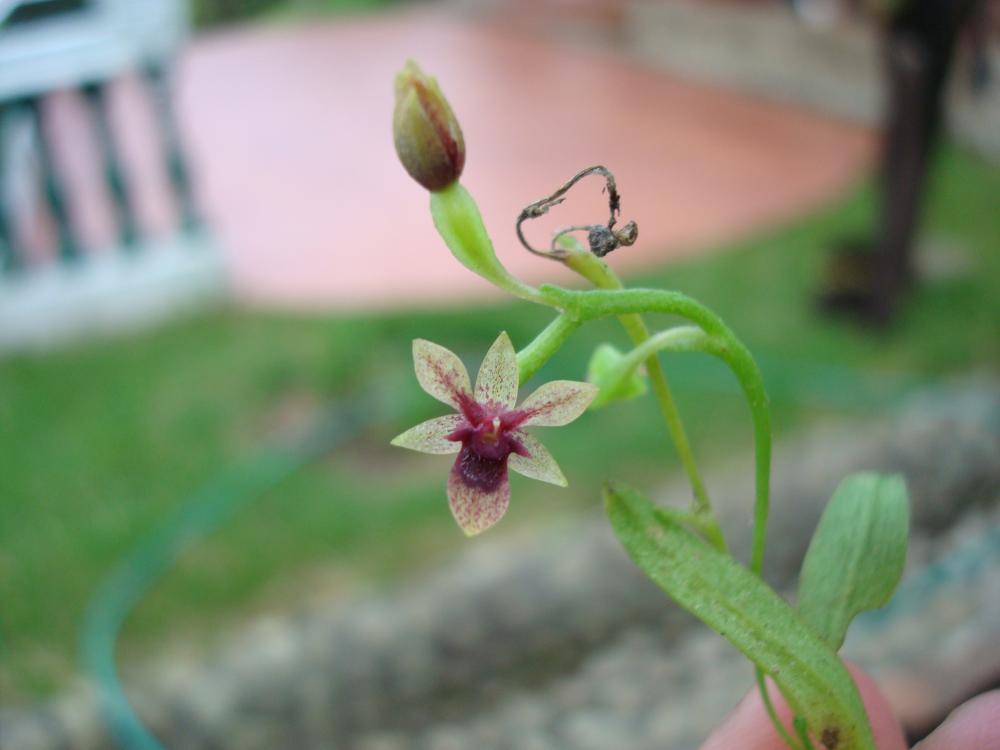 [Foto de planta, jardin, jardineria]