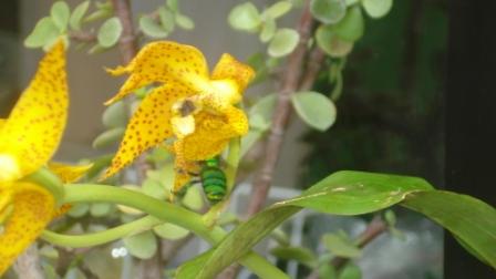 [Foto de planta, jardin, jardineria]