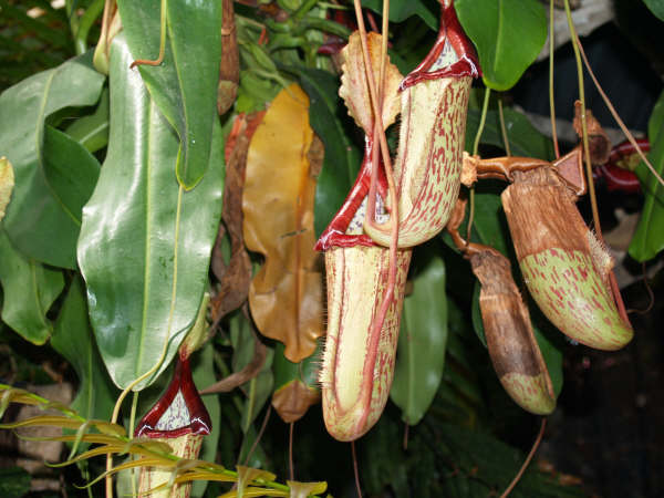 [Foto de planta, jardin, jardineria]