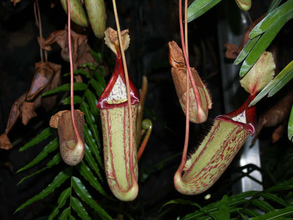 [Foto de planta, jardin, jardineria]