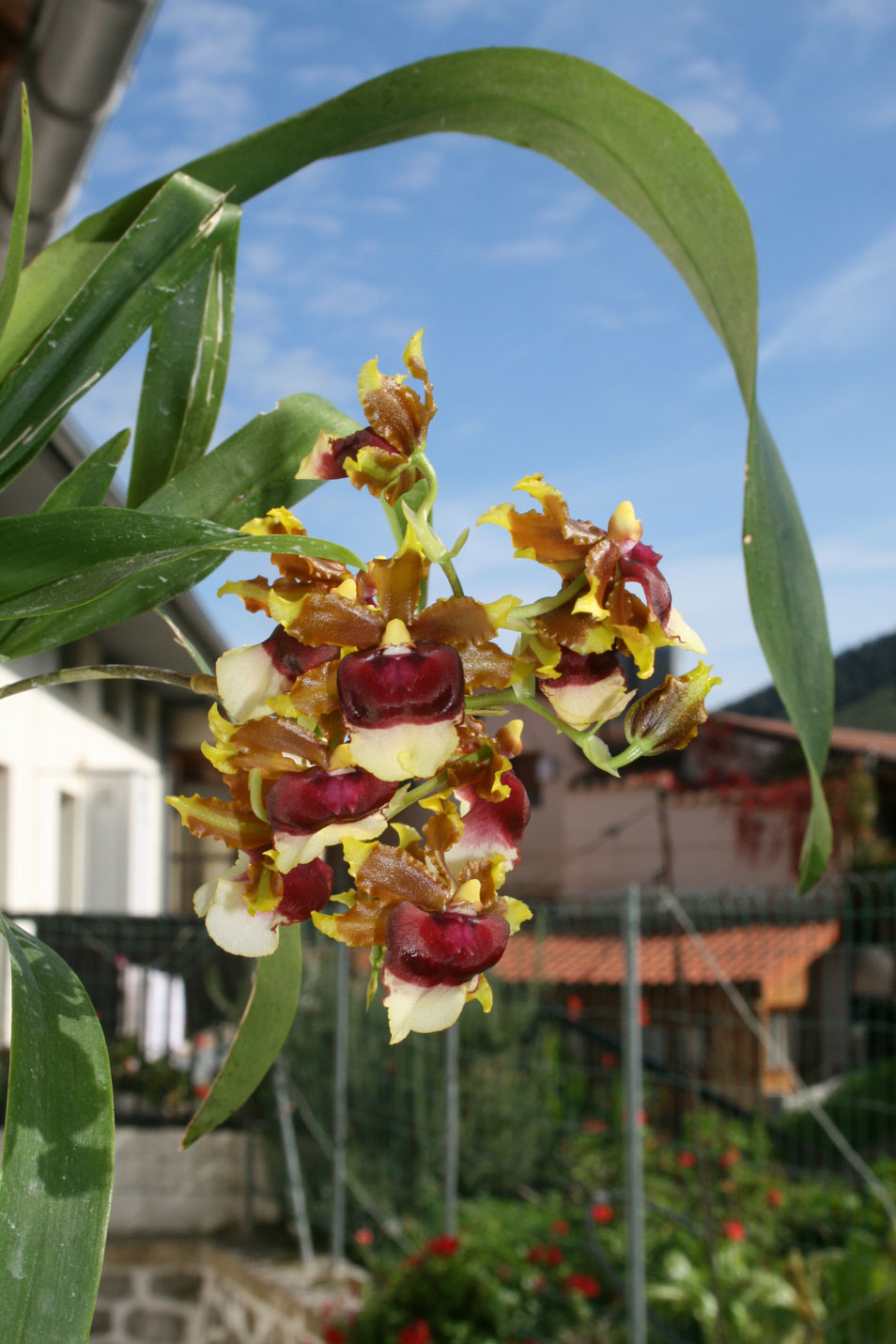 [Foto de planta, jardin, jardineria]