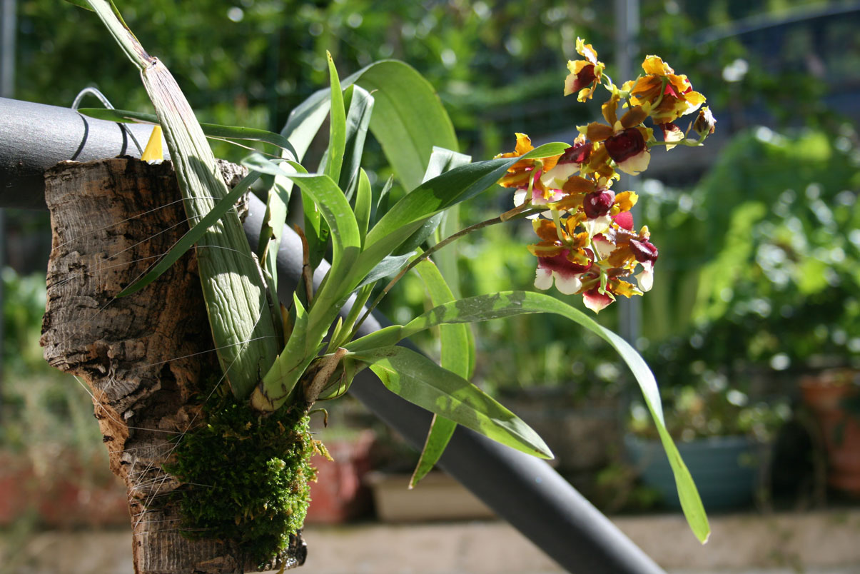 [Foto de planta, jardin, jardineria]