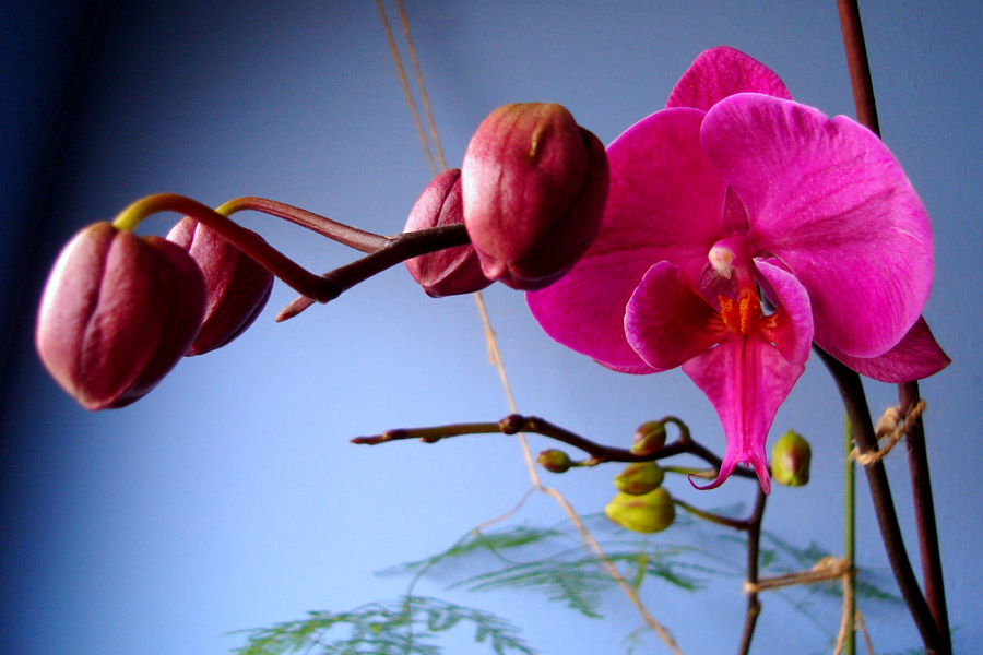 [Foto de planta, jardin, jardineria]