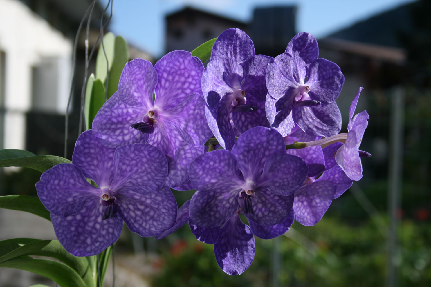 [Foto de planta, jardin, jardineria]