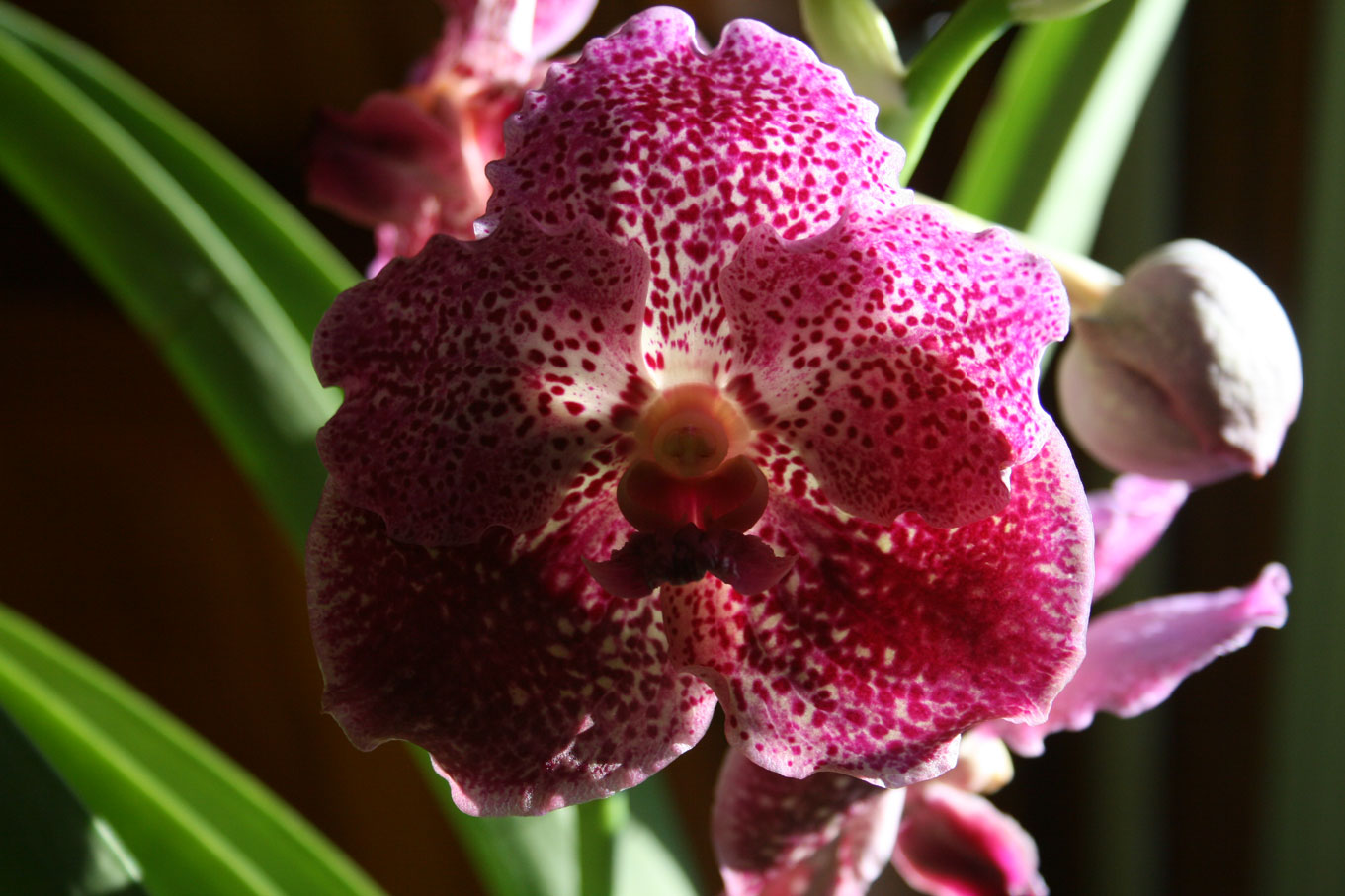 [Foto de planta, jardin, jardineria]