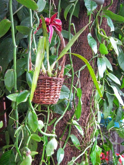 [Foto de planta, jardin, jardineria]