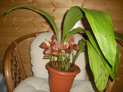 [Foto de planta, jardin, jardineria]
