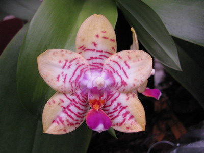 [Foto de planta, jardin, jardineria]