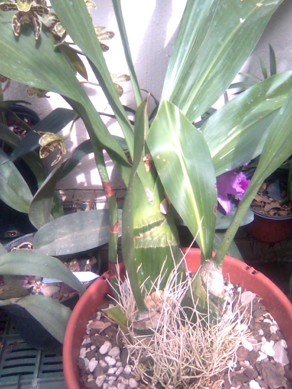 [Foto de planta, jardin, jardineria]