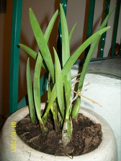 Identificación de orquídeas