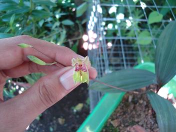 [Foto de planta, jardin, jardineria]