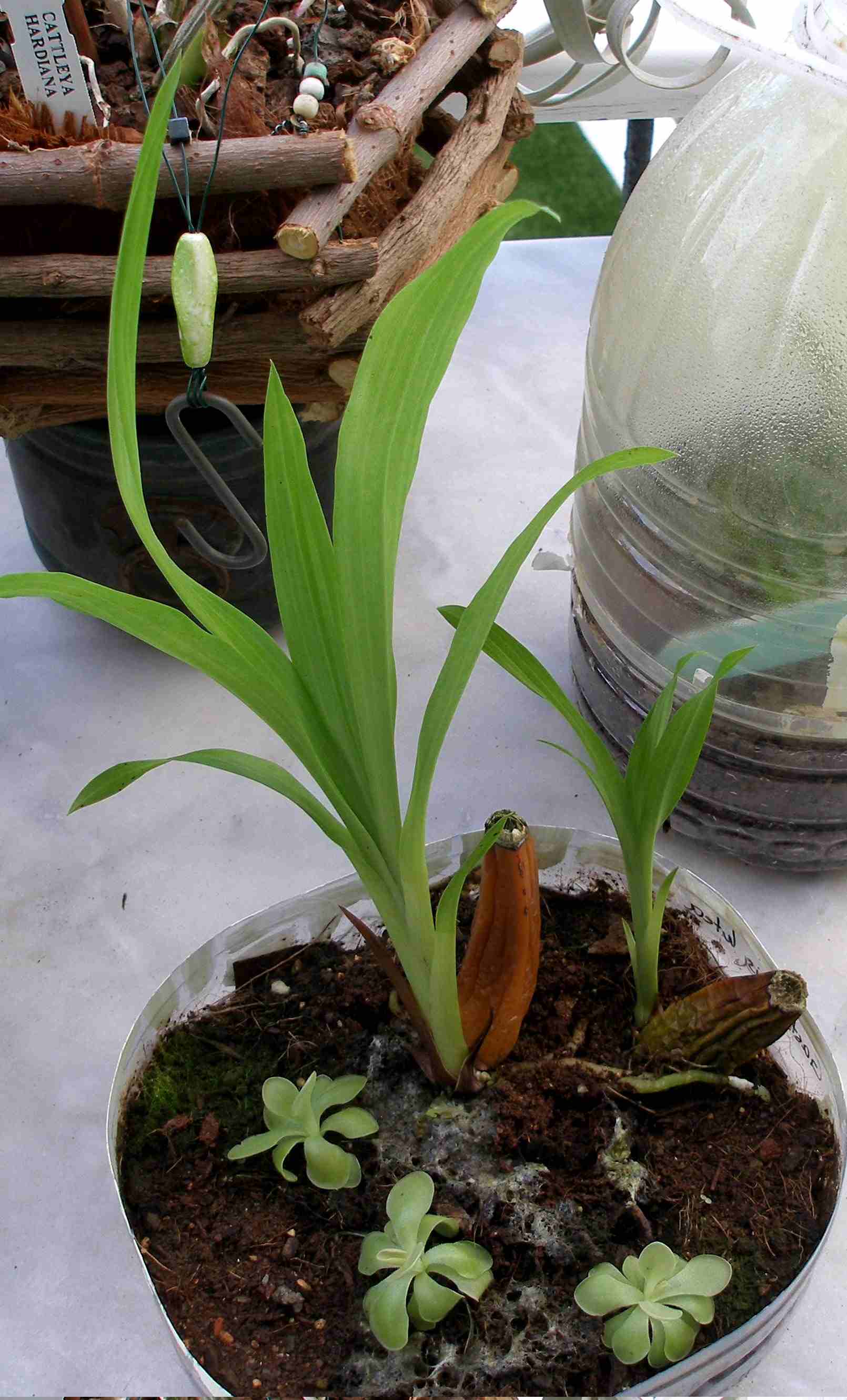 [Foto de planta, jardin, jardineria]