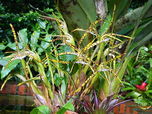 [Foto de planta, jardin, jardineria]