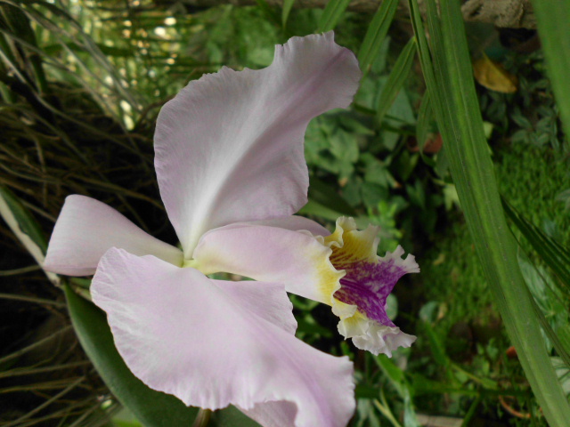 [Foto de planta, jardin, jardineria]