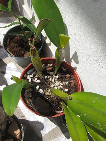 [Foto de planta, jardin, jardineria]