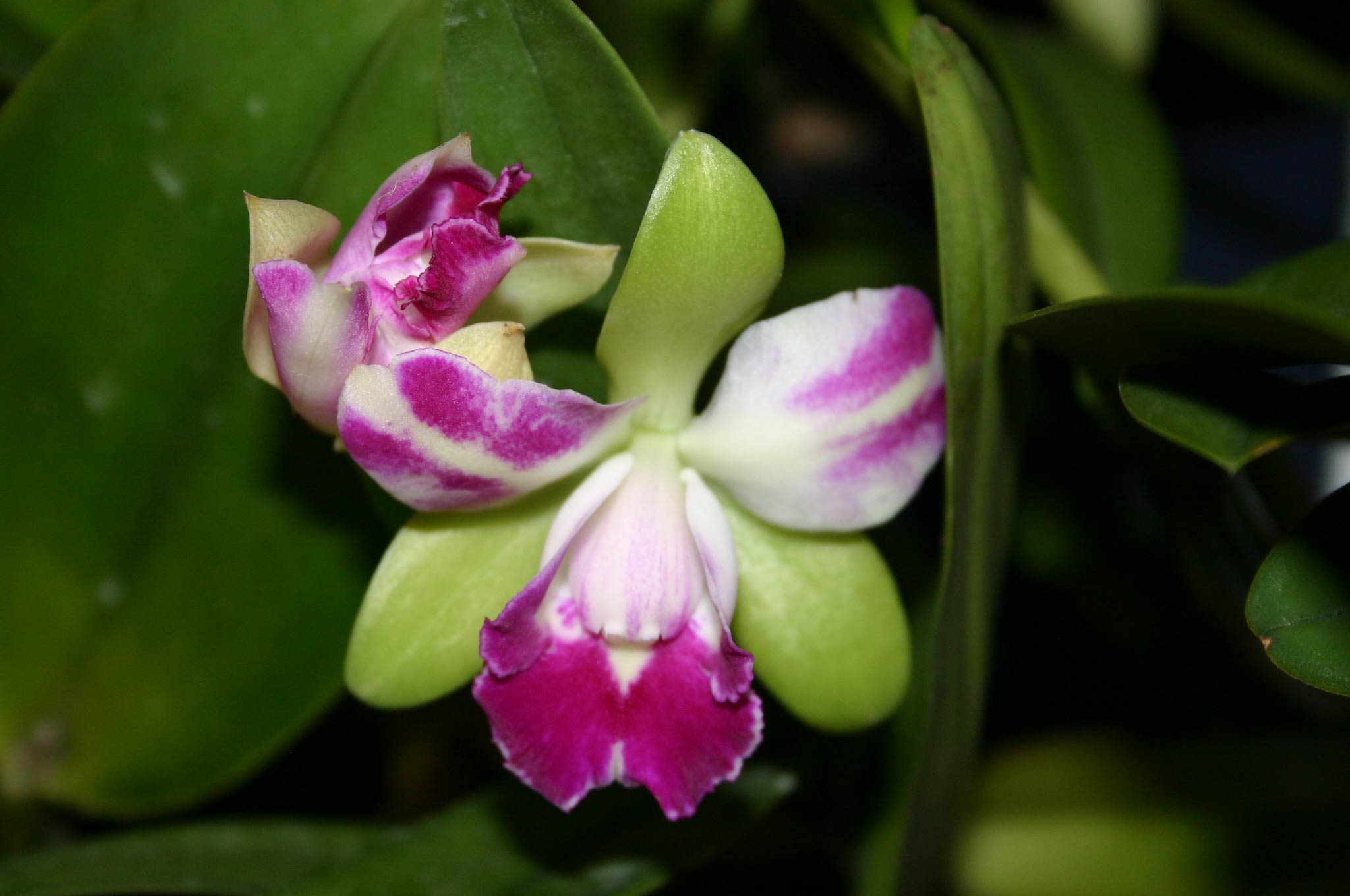 [Foto de planta, jardin, jardineria]