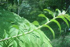 [Foto de planta, jardin, jardineria]