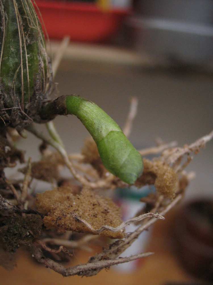 [Foto de planta, jardin, jardineria]