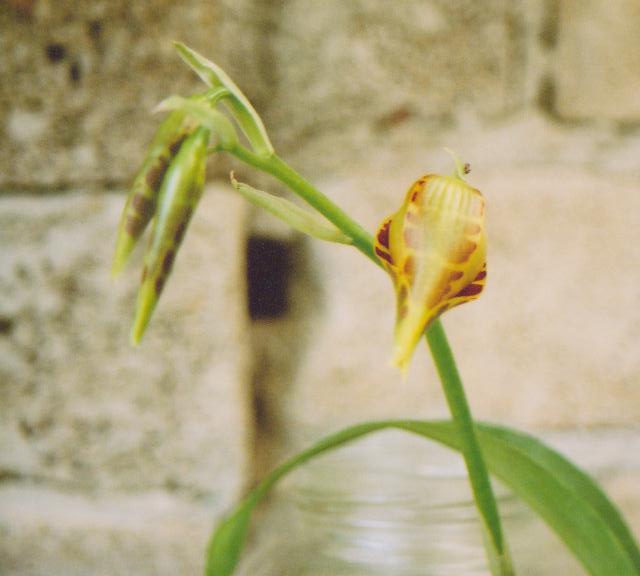 [Foto de planta, jardin, jardineria]