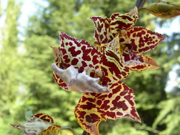 [Foto de planta, jardin, jardineria]