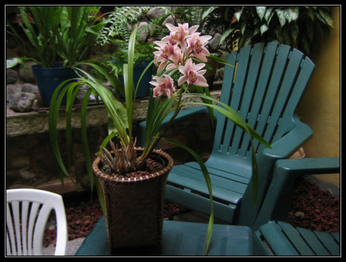 [Foto de planta, jardin, jardineria]