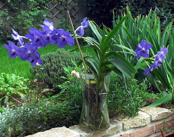 [Foto de planta, jardin, jardineria]
