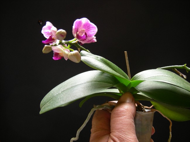 [Foto de planta, jardin, jardineria]